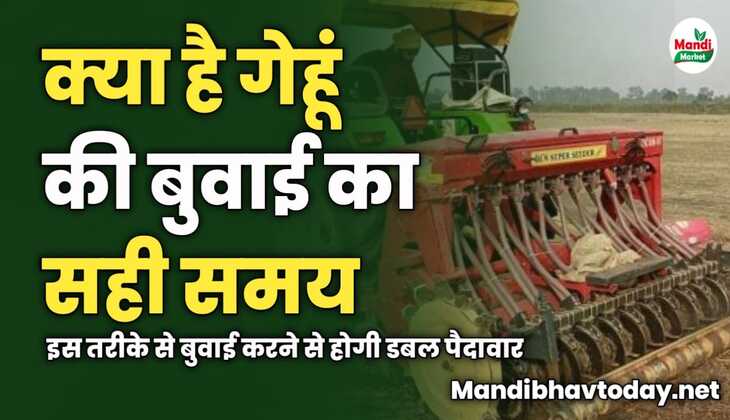 गेहूं की बुवाई का क्या है सही समय | इस तरीके से बुवाई करने से होगी डबल पैदावार 