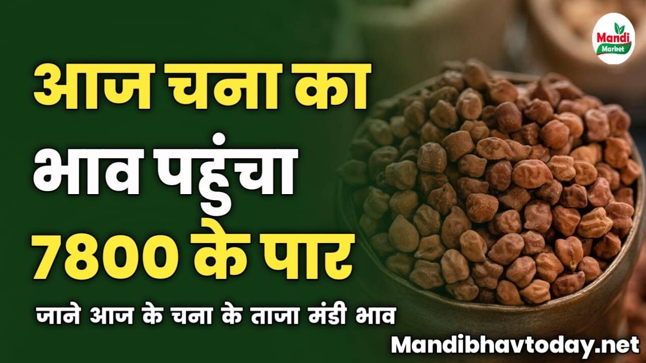 आज चना का भाव पहुंचा 7800 के पार | जाने आज के चना के ताजा मंडी भाव