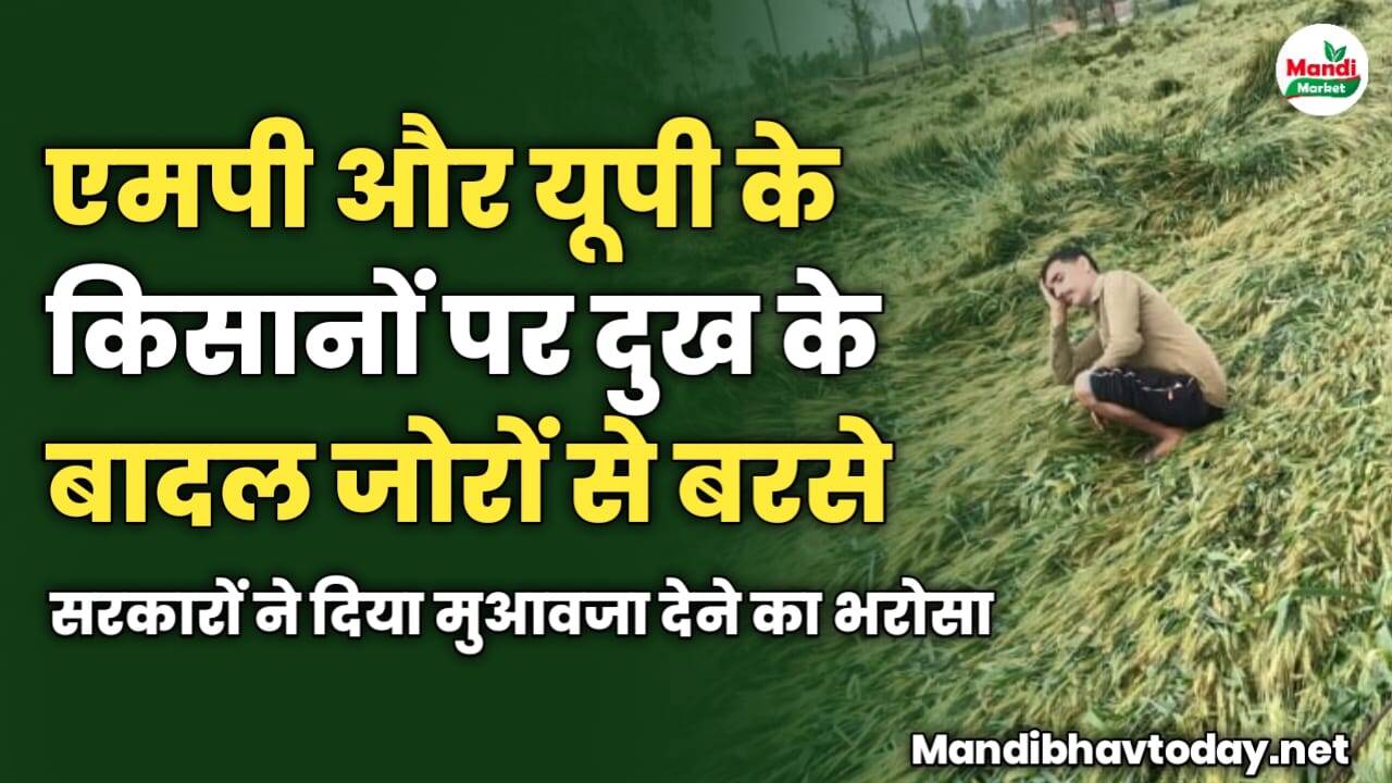 एमपी और यूपी के किसानों पर दुख के बादल जोर जोर से बरसे | सरकारों ने दिया मुआवजा देने का भरोसा