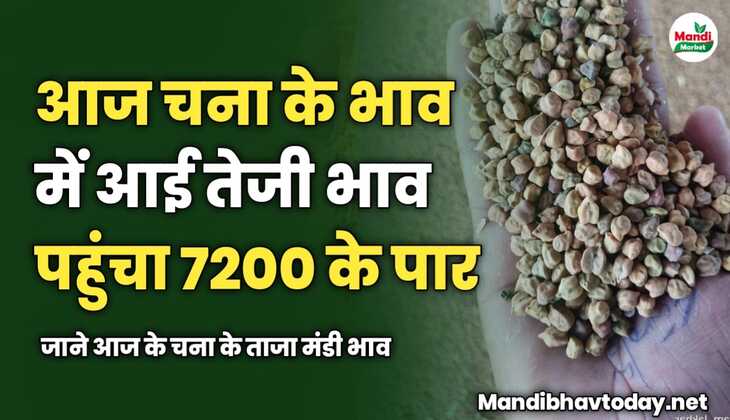 आज चना के भाव में आई तेजी भाव पहुंचा 7200 के पार | जाने आज के चना के ताजा मंडी भाव 