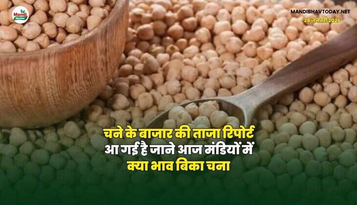 चने के बाजार की ताजा रिपोर्ट आ गई है | जाने आज मंडियों में क्या भाव बिका चना