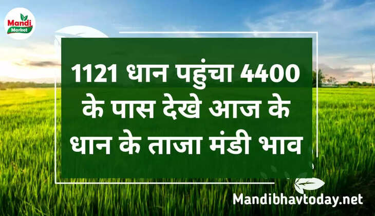 1121 धान पहुंचा 4400 के पास देखे आज के धान के ताजा मंडी भाव | Aaj Ke Dhan Ke Taja Mandi Bhav 12 December 2022