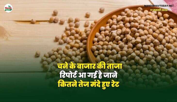 चने के बाजार की ताजा रिपोर्ट आ गई है | जाने कितने तेज मंदे हुए रेट