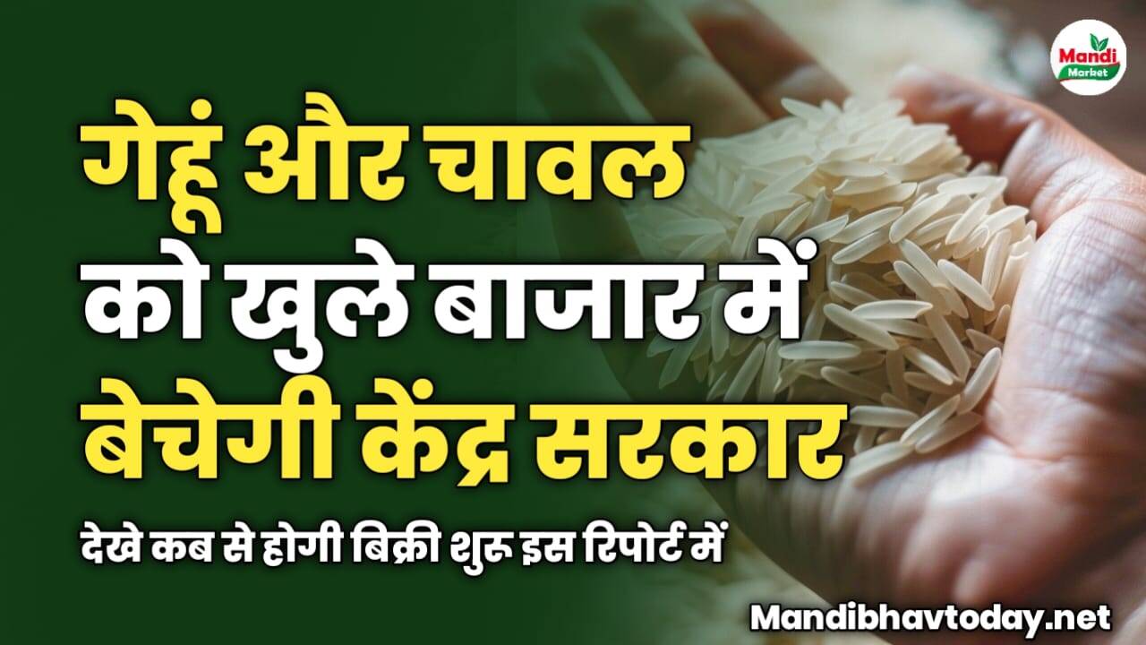 गेहूं और चावल को खुले बाजार में बेचेगी केंद्र सरकार | देखे कब से होगी बिक्री शुरू इस रिपोर्ट में 