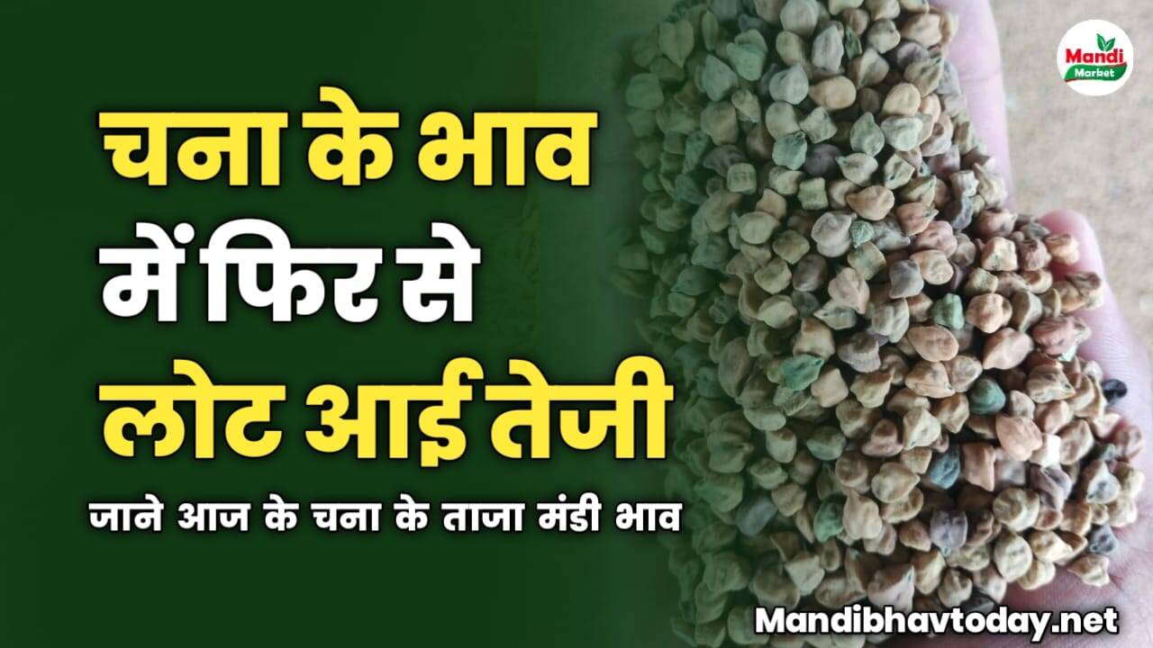 चना के भाव में फिर से लोट आई तेजी | जाने आज के चना के ताजा मंडी भाव