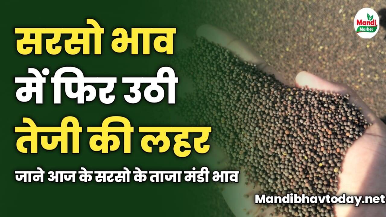 सरसो भाव में फिर उठी तेजी की लहर | जाने आज के सरसो के ताजा मंडी भाव