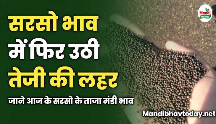 सरसो भाव में फिर उठी तेजी की लहर | जाने आज के सरसो के ताजा मंडी भाव 