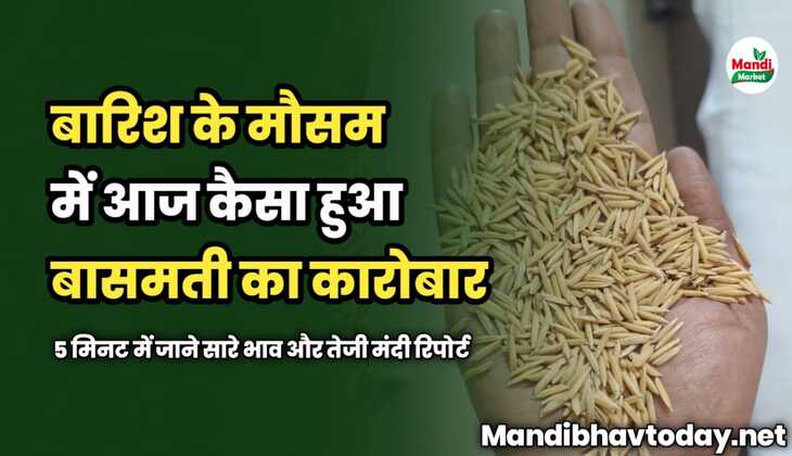 बारिश के मौसम में आज कैसा हुआ बासमती का कारोबार | 5 मिनट में जाने सारे भाव और तेजी मंदी रिपोर्ट