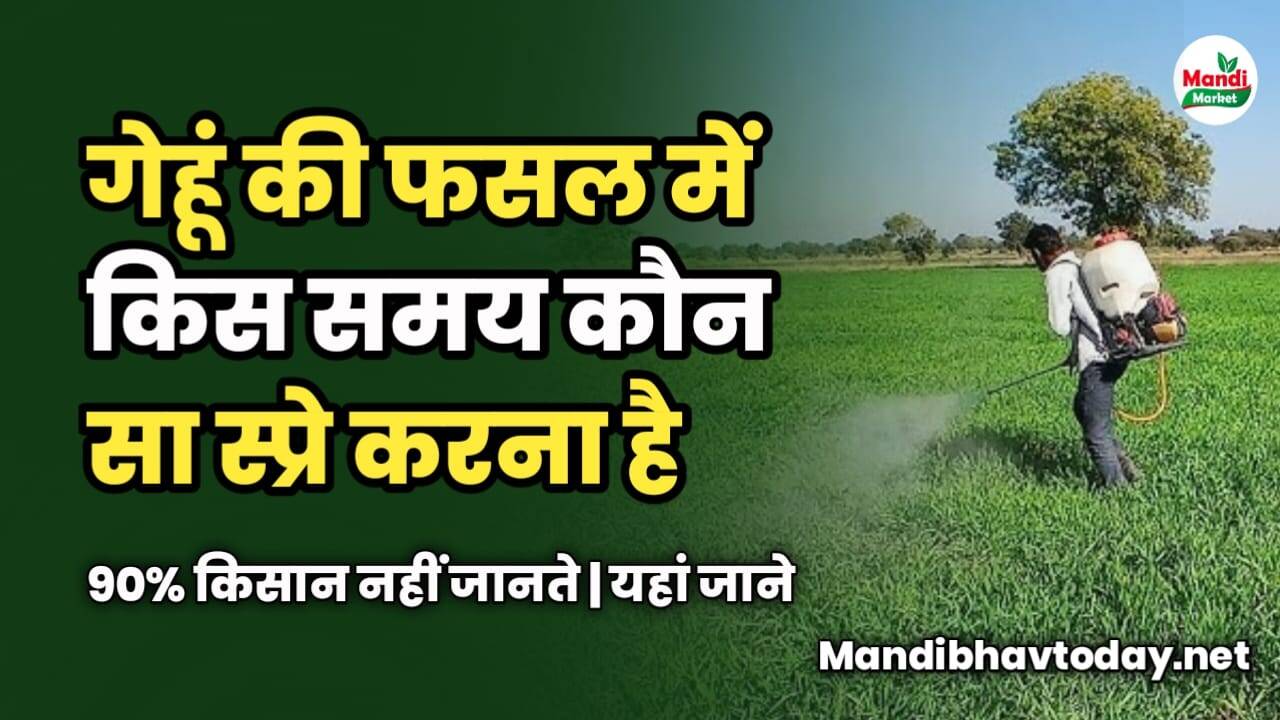 गेहूं में किस समय कौन सा स्प्रे करना है | 90% किसान नहीं जानते | यहां जाने
