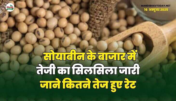 सोयाबीन के बाजार में तेजी का सिलसिला जारी |जाने कितने तेज हुए रेट