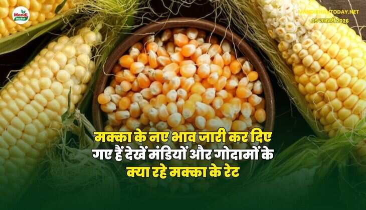 मक्का के नए भाव जारी कर दिए गए हैं | देखें मंडियों और गोदामों के क्या रहे मक्का के रेट