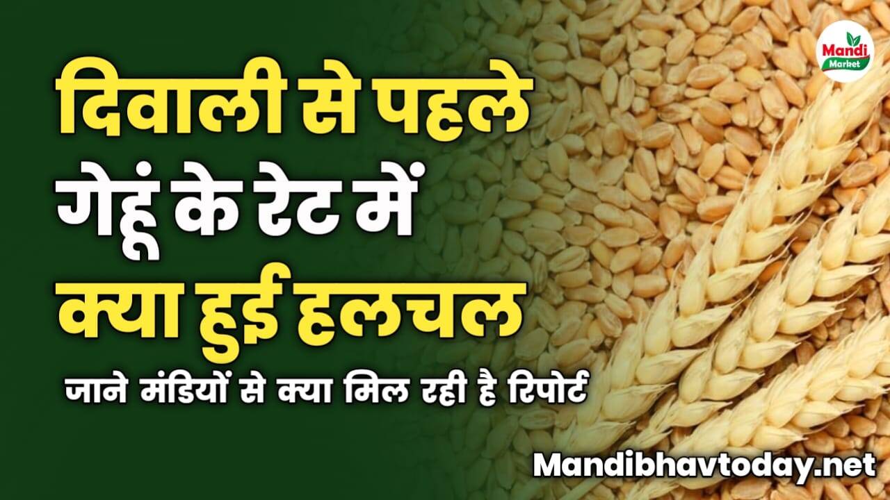 दिवाली से पहले गेहूं के रेट में क्या हुई हलचल | जाने मंडियों से क्या मिल रही है रिपोर्ट