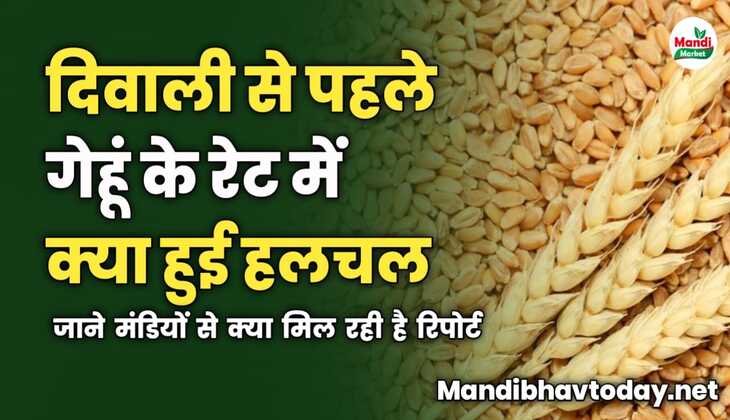 दिवाली से पहले गेहूं के रेट में क्या हुई हलचल | जाने मंडियों से क्या मिल रही है रिपोर्ट