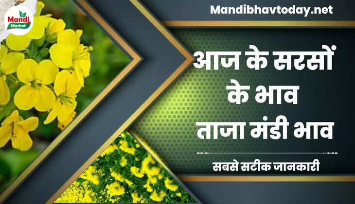 देखें आज के सरसों के लाइव रेट Sarso Live Rate Today 03 Mar 2023
