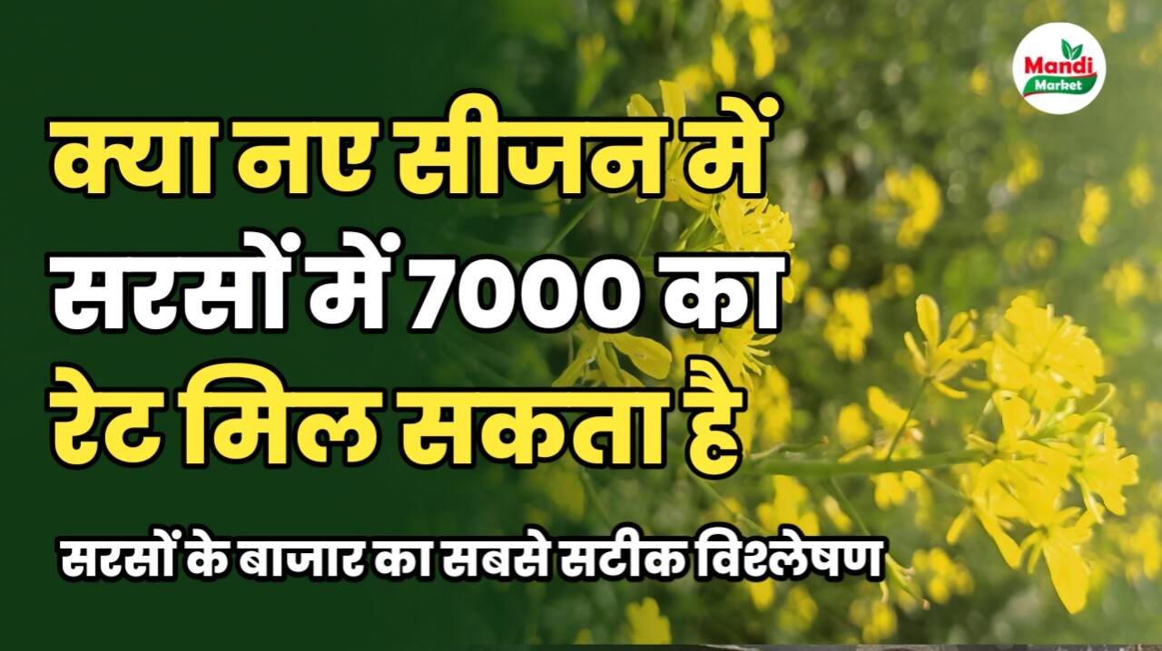 नए सीजन में क्या 7000 के पार बिकेगी आपकी सरसों | जाने सरसों की तेजी मंदी रिपोर्ट में