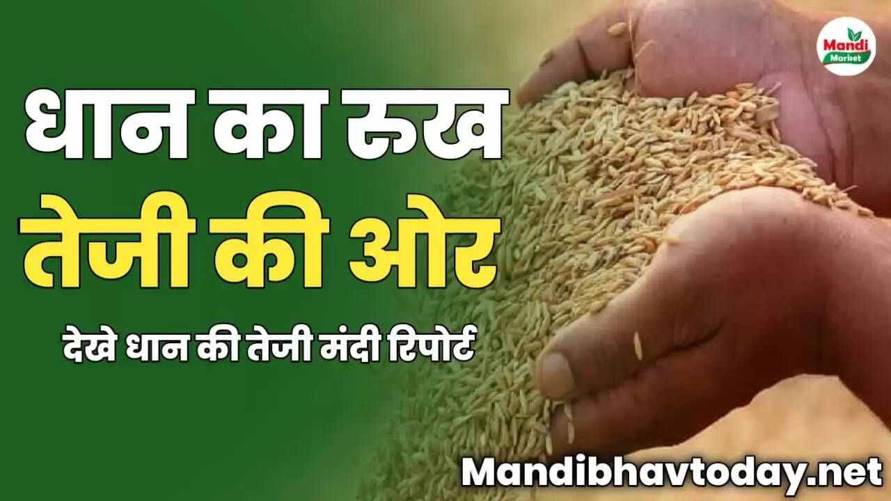 धान का रुख तेजी की ओर | देखे धान की तेजी मंदी रिपोर्ट
