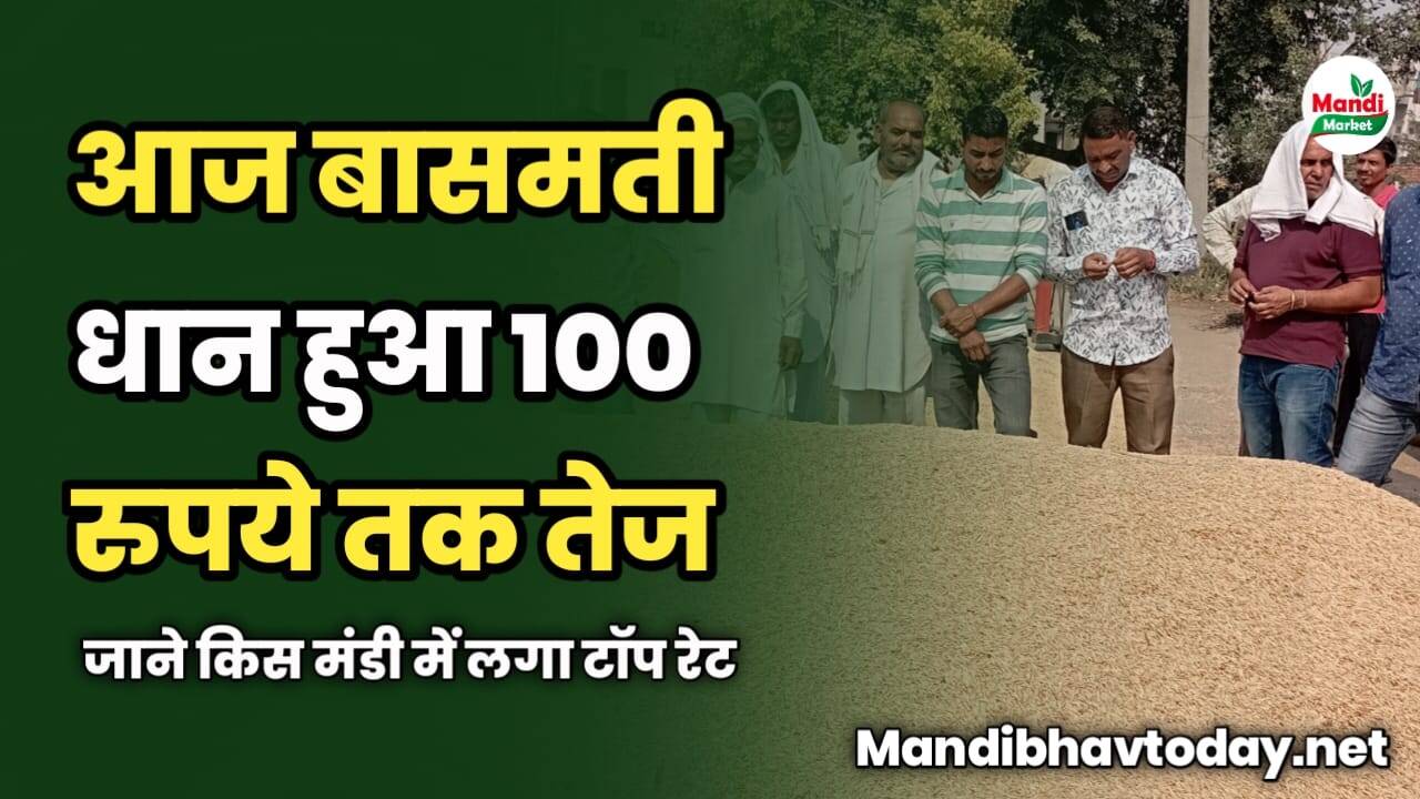 आज बासमती धान हुआ 100 रुपये तक तेज | जाने किस मंडी में लगा टॉप रेट