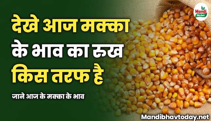 देखे आज मक्का के भाव का रुख किस तरफ है | जाने आज के मक्का के भाव 