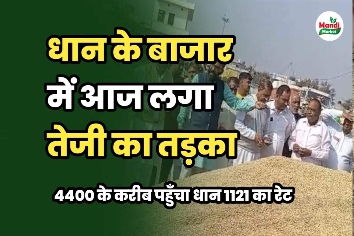 आज 1121 धान का रेट पहुंचा 4400 के करीब | जाने अन्य किस्मों के क्या लगे रेट। बासमती तेजी मंदी रिपोर्ट