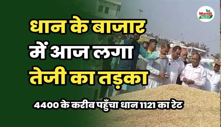 आज 1121 धान का रेट पहुंचा 4400 के करीब | जाने अन्य किस्मों के क्या लगे रेट। बासमती तेजी मंदी रिपोर्ट
