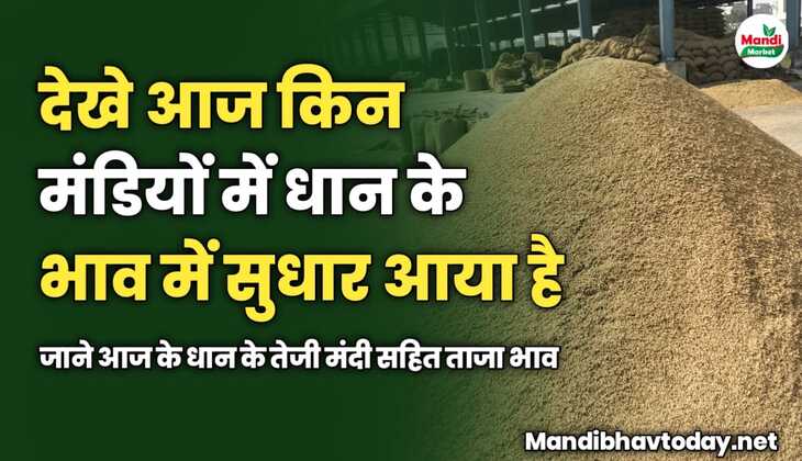 देखे आज किन मंडियों में धान के भाव में सुधार आया है | जाने आज के धान के तेजी मंदी सहित ताजा भाव 