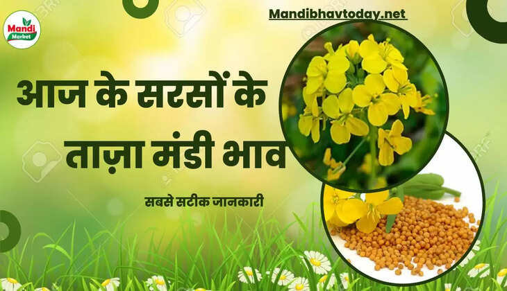 Sarso Live Rate Today 30 Dec 2022