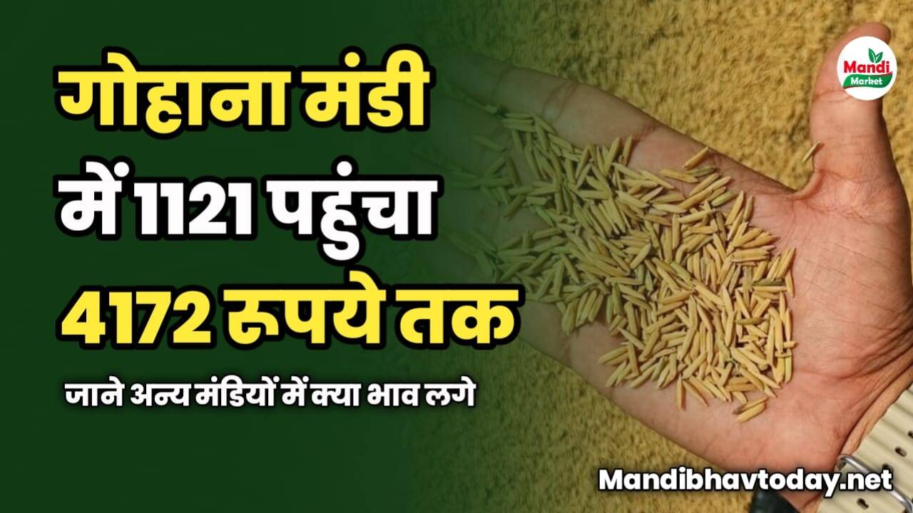 गोहाना मंडी में 1121 पहुंचा 4172 रूपये तक | जाने अन्य मंडियों में क्या भाव लगे