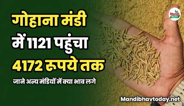 गोहाना मंडी में 1121 पहुंचा 4172 रूपये तक | जाने अन्य मंडियों में क्या भाव लगे 