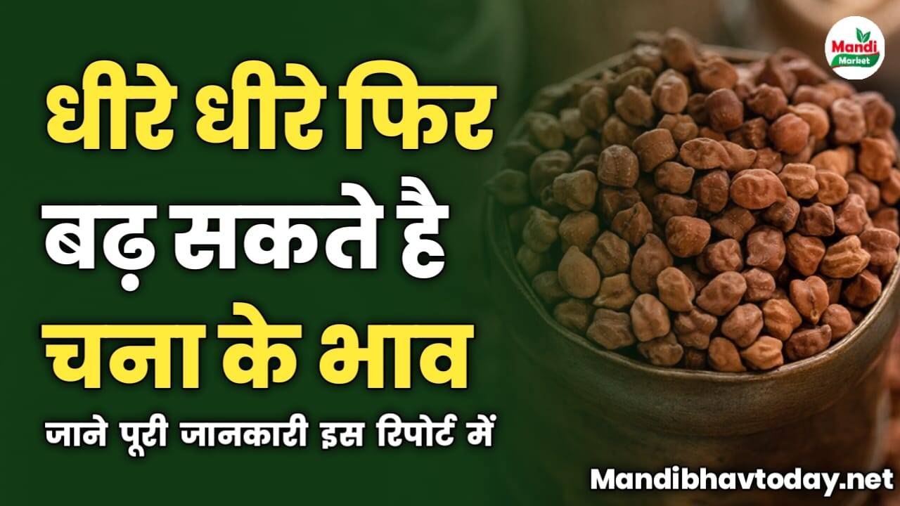 धीरे धीरे फिर बढ़ सकते है चना के भाव | जाने पूरी जानकारी इस रिपोर्ट में