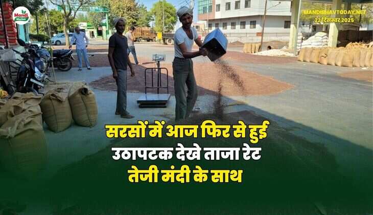 सरसों में आज फिर से हुई उठापटक | देखे ताजा रेट तेजी मंदी के साथ