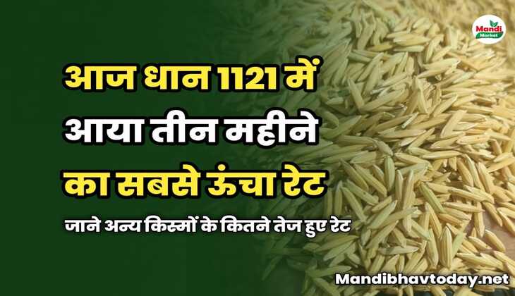 Paddy Price In Increase : आज 1121 में आया तीन महीने का सबसे ऊंचा रेट | जाने अन्य किस्मों के कितने तेज हुए रेट