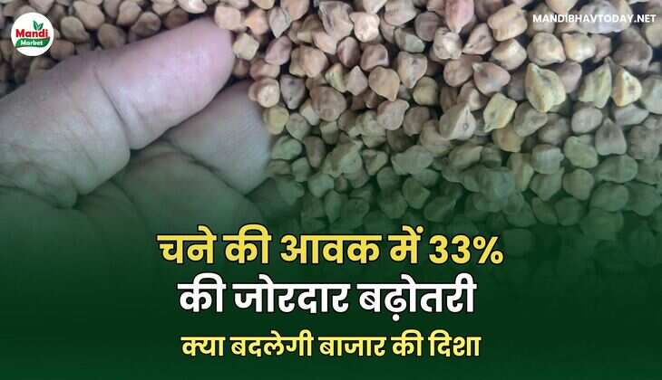 चने की आवक में 33% की जोरदार बढ़ोतरी | क्या बदलेगी बाजार की दिशा