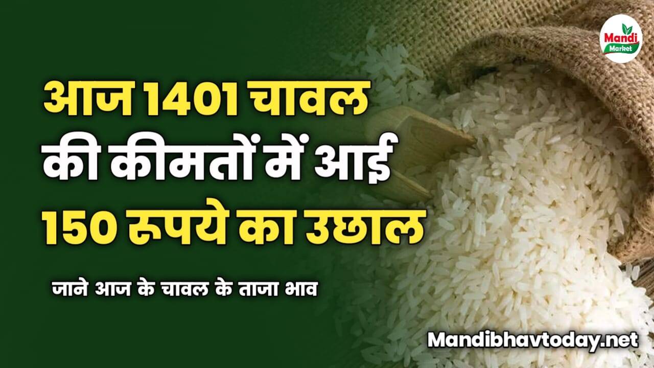 आज 1401 चावल की कीमतों में आई 150 रूपये का उछाल | जाने आज के चावल के ताजा भाव