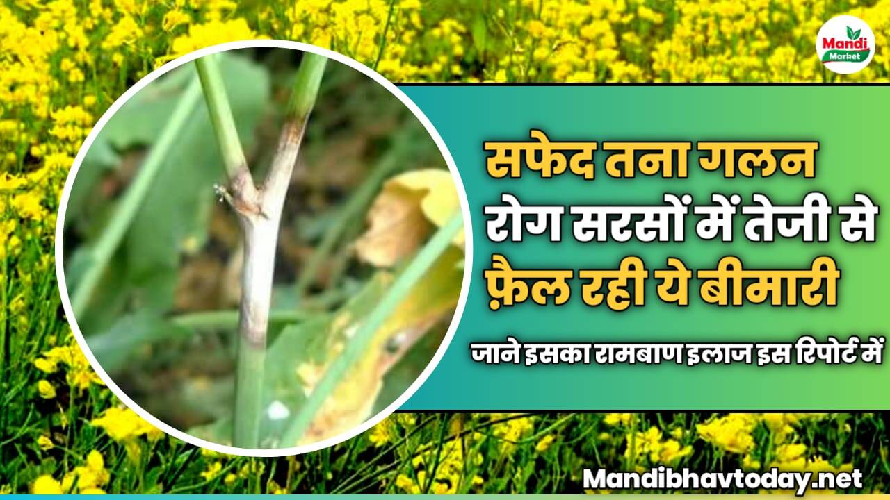 सफेद तना गलन रोग सरसों में तेजी से फ़ैल रही ये बीमारी | जाने इसका रामबाण इलाज इस रिपोर्ट में