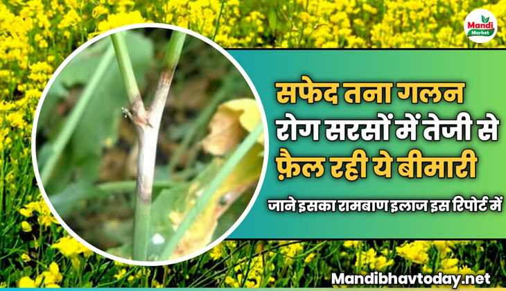 सफेद तना गलन रोग सरसों में तेजी से फ़ैल रही ये बीमारी | जाने इसका रामबाण इलाज इस रिपोर्ट में 