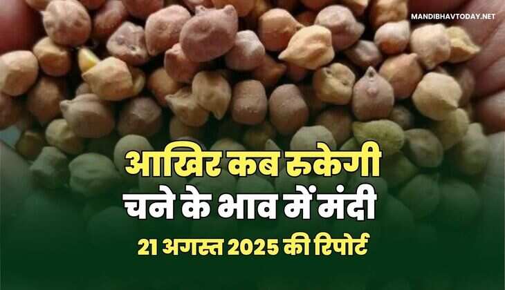 आखिर कब रुकेगी चने के भाव में मंदी -रिपोर्ट 