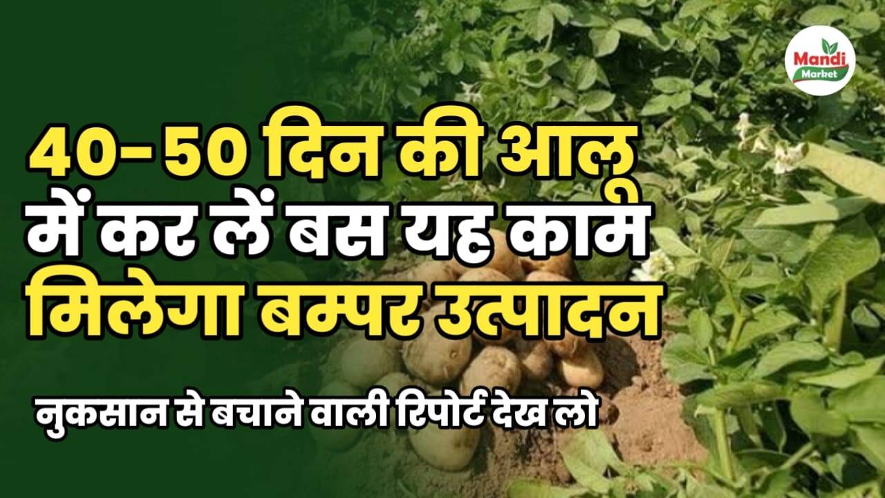 40-50 दिन की आलू की फ़सल में करें यह काम | मिलेगा बम्पर उत्पादन