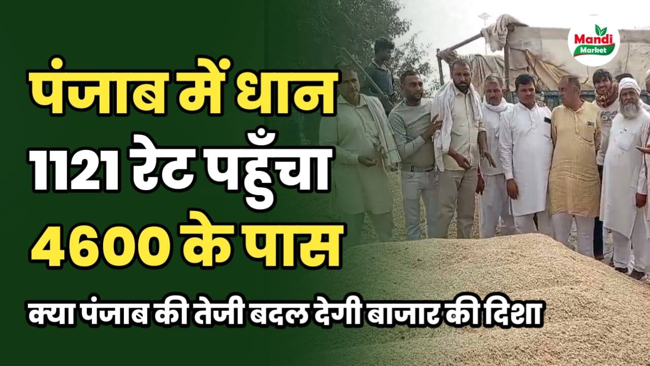 क्या पंजाब की मंडियों में आई तेजी आपको धान में 5000 के रेट दिला पाएगी? जानें बासमती तेजी-मंदी रिपोर्ट में
