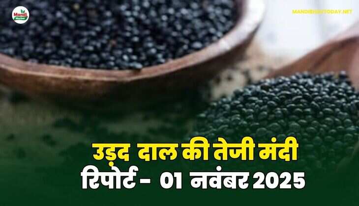 उड़द दाल की तेजी मंदी रिपोर्ट - 01 नवंबर 2025