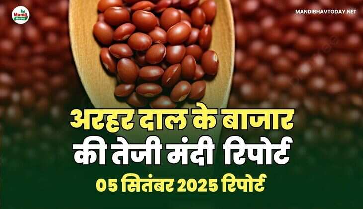 अरहर /तुवर  दाल की तेजी मंदी रिपोर्ट   05  Sep  2025