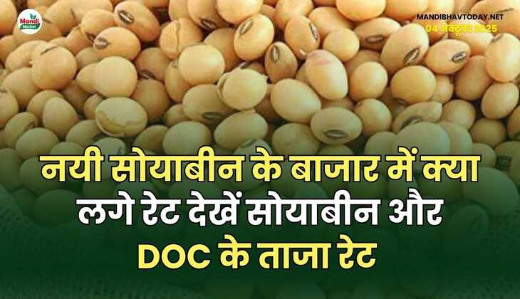 नयी सोयाबीन के बाजार में क्या लगे रेट | देखें सोयाबीन और DOC के ताजा रेट