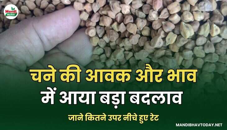 चने की आवक और भाव में आया बड़ा बदलाव | जाने कितने उपर नीचे हुए रेट