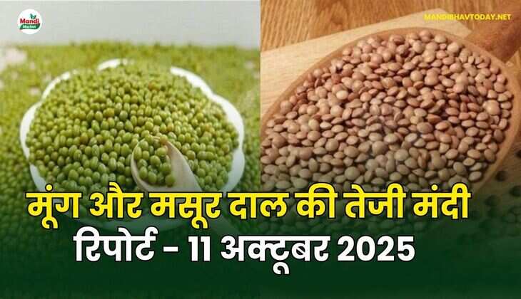 मूँग और मसूर दाल की तेजी मंदी रिपोर्ट - 11 अक्टूबर 2025 