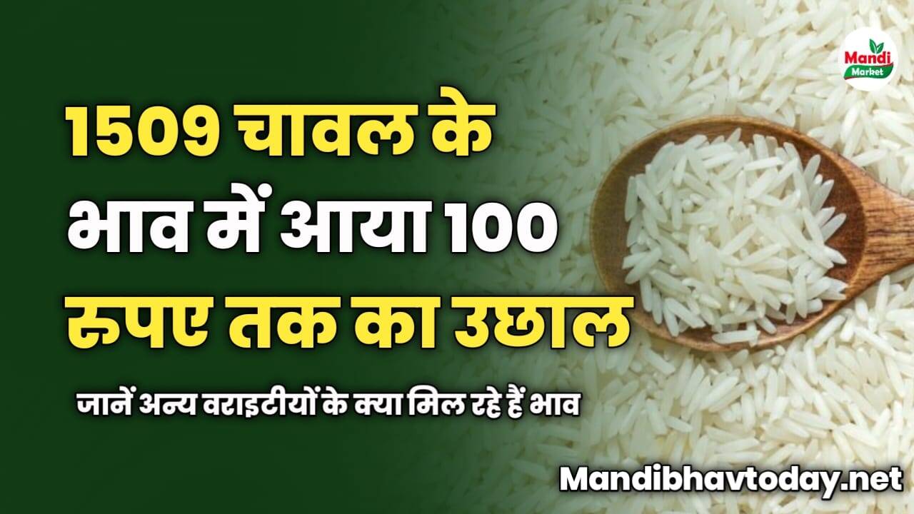 1509 चावल के भाव में आया 100 रुपए तक का उछाल | जानें अन्य वराइटीयों के क्या मिल रहे हैं भाव