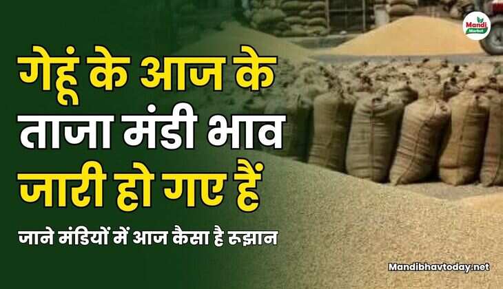 गेहूं के आज के ताजा भाव जारी हो गए हैं | जाने मंडियों में आज कैसा है रूझान