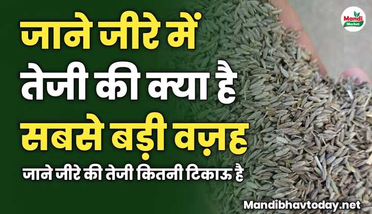 जीरे में तेजी की क्या है बड़ी वज़ह | जीरे की तेजी कितनी टिकाऊ | जाने इस रिपोर्ट में