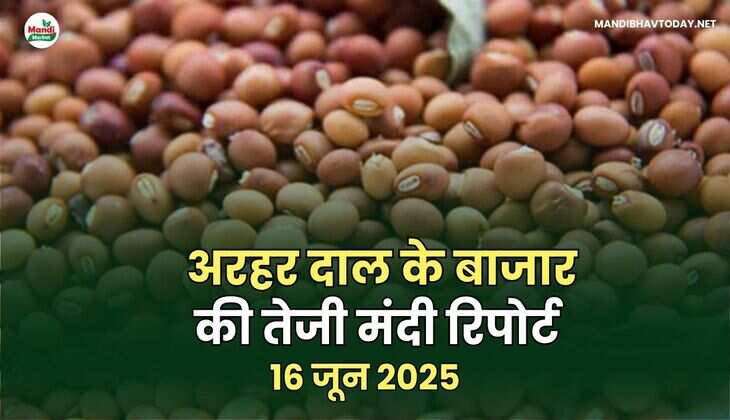 अरहर दाल बाजार की तेजी मंदी रिपोर्ट | 16 जून  2025 