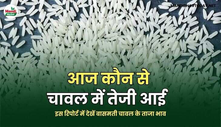 इस रिपोर्ट में देखें बासमती चावल के ताजा भाव