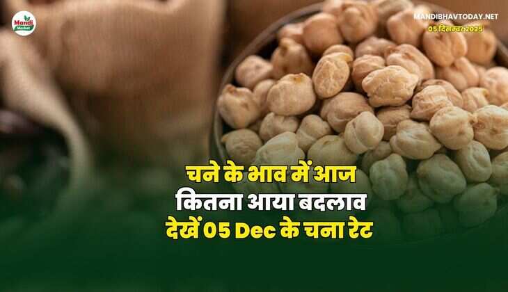 चने के भाव में आज कितना आया बदलाव | देखें 05 Dec के चना रेट