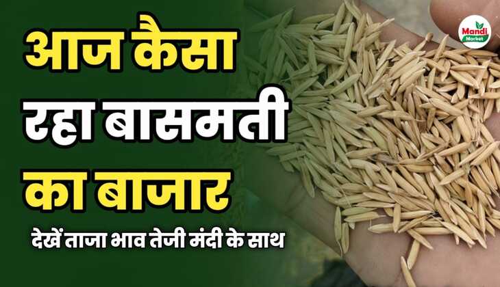रविवार को कैसा रहा बासमती का बाजार | देखें ताजा भाव तेजी मंदी के साथ